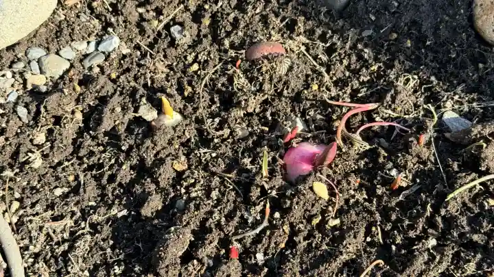 七重浜海津見神社の{uncategorized: "未分類", other: "その他", undefined: "問題あり", building: "その他建物", grave: "お墓", sacred_gate: "鳥居", guardian: "狛犬", statue: "像", buddha: "仏像", history: "歴史", nature: "自然", garden: "庭園", animal: "動物", pagoda: "塔", temizu: "手水舎", mountain_gate: "山門・神門", sanctuary: "本殿・本堂", subordinate: "末社・摂社", art: "芸術", scenery: "景色", jizo: "地蔵", ema: "絵馬", goshuin: "御朱印", omikuji: "おみくじ", items: "授与品その他", amulet: "お守り", goshuincho: "御朱印帳", eats: "食事", festival: "お祭り", votive_dance: "神楽", shichigosan: "七五三参", wedding: "結婚式", experience: "体験その他", initially: "初詣", around: "周辺", anti_infection: "感染症対策"}