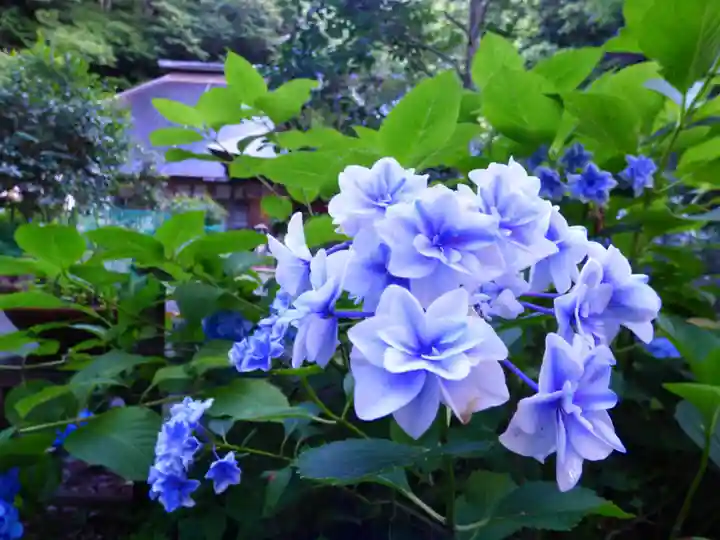 阿弥陀寺の自然