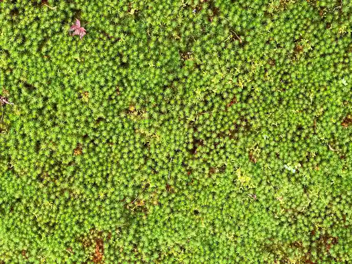 芬陀院(京都府)