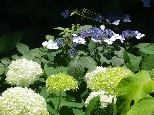 葛原岡神社の自然