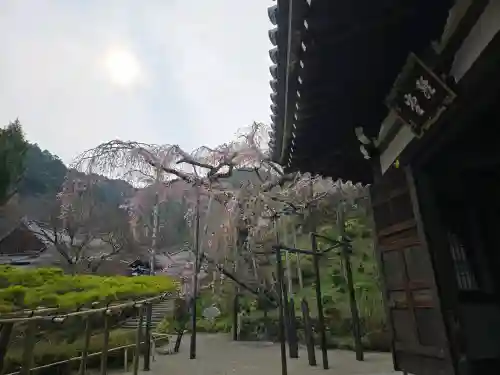 善峯寺の{uncategorized: "未分類", other: "その他", undefined: "問題あり", building: "その他建物", grave: "お墓", sacred_gate: "鳥居", guardian: "狛犬", statue: "像", buddha: "仏像", history: "歴史", nature: "自然", garden: "庭園", animal: "動物", pagoda: "塔", temizu: "手水舎", mountain_gate: "山門・神門", sanctuary: "本殿・本堂", subordinate: "末社・摂社", art: "芸術", scenery: "景色", jizo: "地蔵", ema: "絵馬", goshuin: "御朱印", omikuji: "おみくじ", items: "授与品その他", amulet: "お守り", goshuincho: "御朱印帳", eats: "食事", festival: "お祭り", votive_dance: "神楽", shichigosan: "七五三参", wedding: "結婚式", experience: "体験その他", initially: "初詣", around: "周辺", anti_infection: "感染症対策"}
