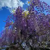 白鷺神社の自然