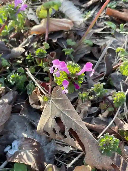 正眼寺(愛知県)