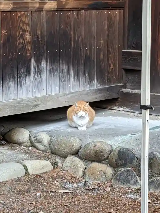 八幡社(柏井町)の動物