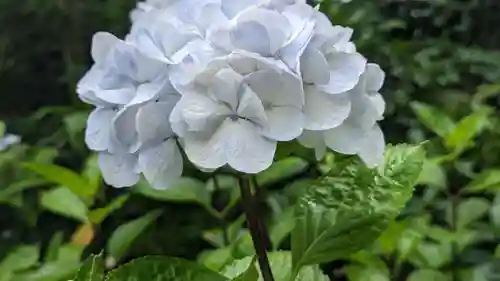 報国寺(神奈川県)