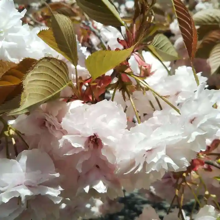 光丸山 法輪寺の自然