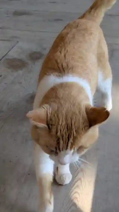 智恩寺(京都府)