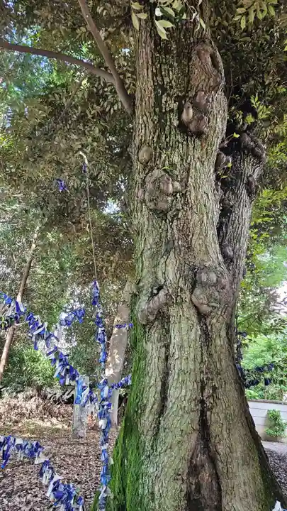 星宮神社(栃木県)