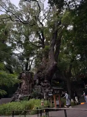 來宮神社(静岡県)