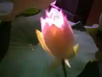 法金剛院(京都府)