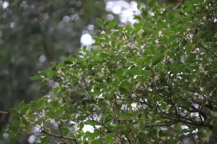 阿久津「田村神社」(郡山市阿久津町)旧社名:伊豆箱根三嶋三社の庭園