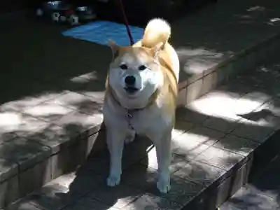 笠䅣稲荷神社の動物