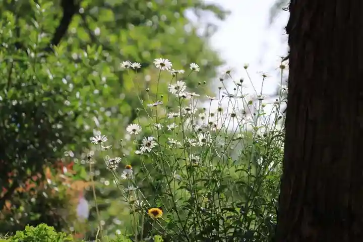 阿久津「田村神社」(郡山市阿久津町)旧社名:伊豆箱根三嶋三社の庭園
