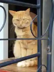 鹿嶋神社の動物