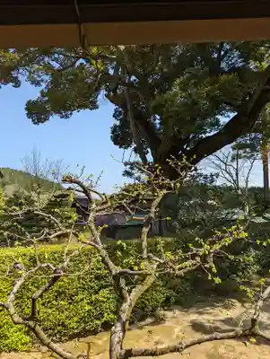 圓通寺(京都府)
