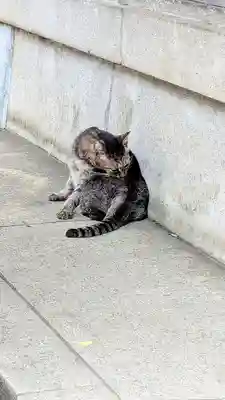 白金氷川神社の動物