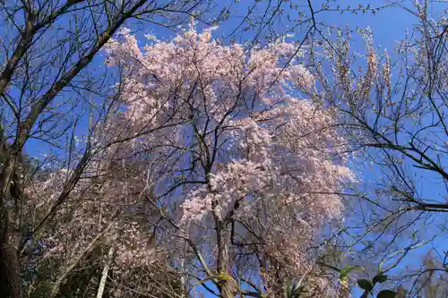 阿久津「田村神社」（郡山市阿久津町）旧社名：伊豆箱根三嶋三社の庭園