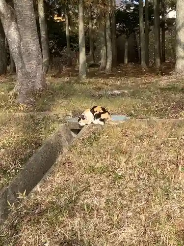 秋葉神社の動物