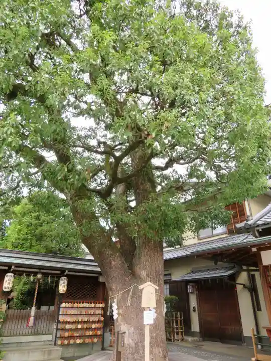 晴明神社の自然