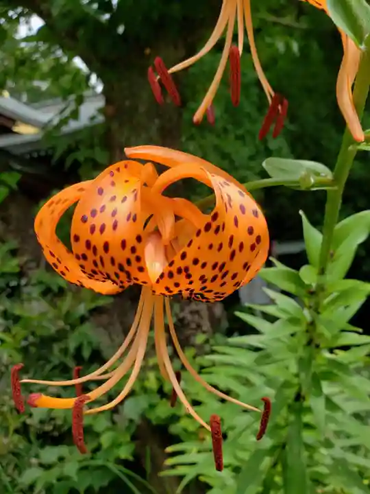 布多天神社(東京都)