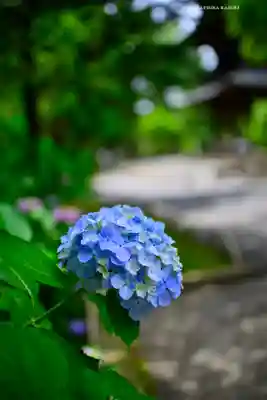 円覚寺(神奈川県)