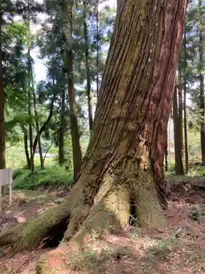 若王子神社の自然