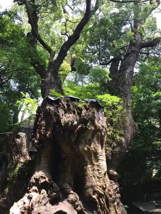 來宮神社(静岡県)