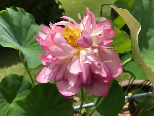 三室戸寺の自然