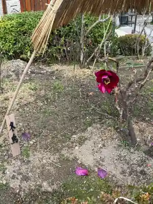 石光寺の{uncategorized: "未分類", other: "その他", undefined: "問題あり", building: "その他建物", grave: "お墓", sacred_gate: "鳥居", guardian: "狛犬", statue: "像", buddha: "仏像", history: "歴史", nature: "自然", garden: "庭園", animal: "動物", pagoda: "塔", temizu: "手水舎", mountain_gate: "山門・神門", sanctuary: "本殿・本堂", subordinate: "末社・摂社", art: "芸術", scenery: "景色", jizo: "地蔵", ema: "絵馬", goshuin: "御朱印", omikuji: "おみくじ", items: "授与品その他", amulet: "お守り", goshuincho: "御朱印帳", eats: "食事", festival: "お祭り", votive_dance: "神楽", shichigosan: "七五三参", wedding: "結婚式", experience: "体験その他", initially: "初詣", around: "周辺", anti_infection: "感染症対策"}