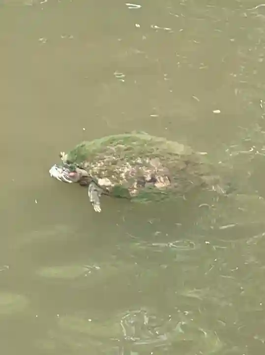寒川神社の動物