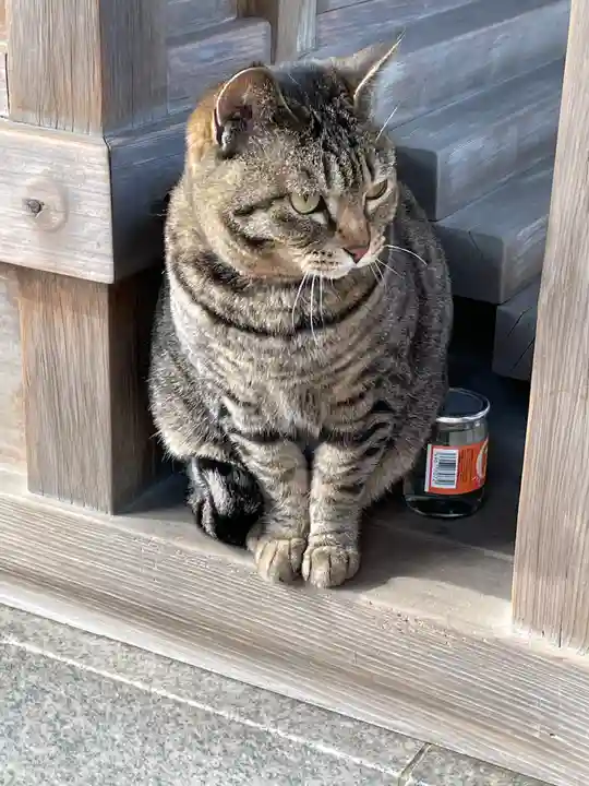 大聖観音寺(あびこ観音)の動物
