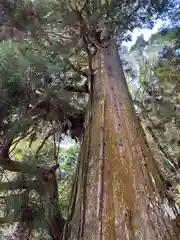 出雲神社の自然