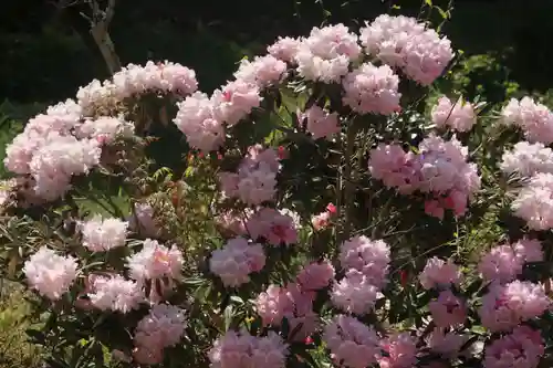 三春大神宮の庭園