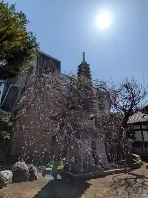 新井薬師（梅照院）(東京都)