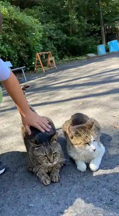 唐澤山神社の動物