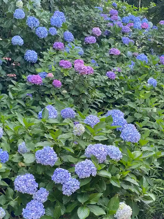 妙楽寺(神奈川県)
