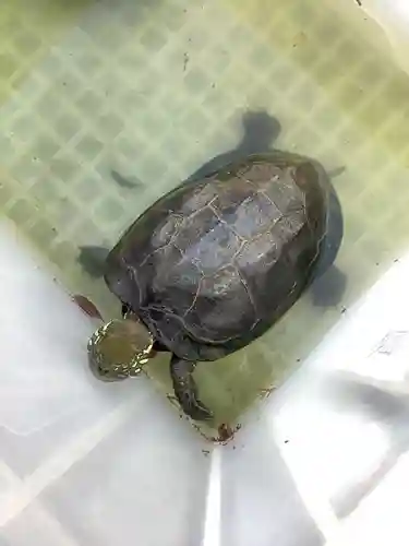 玉野御嶽神社の動物