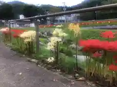 泊神社の自然