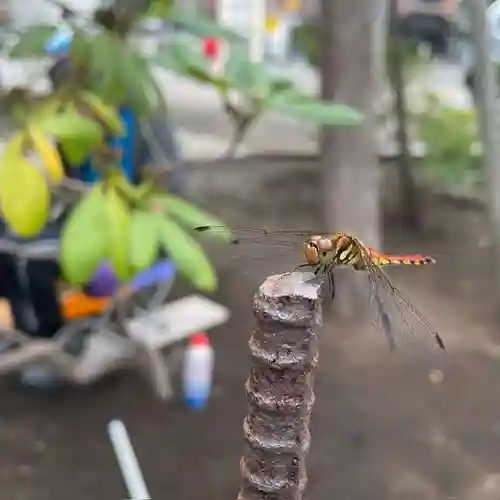 彌彦神社　(伊夜日子神社)の動物