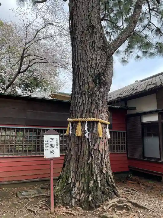 前原御嶽神社の自然