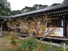 浄瑠璃寺(京都府)