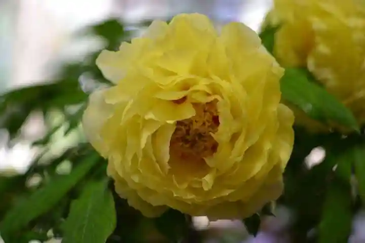 龍蔵寺(山口県)