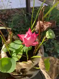 蓮久寺(千葉県)(2023年09月11日(月) 17時57分37秒投稿)