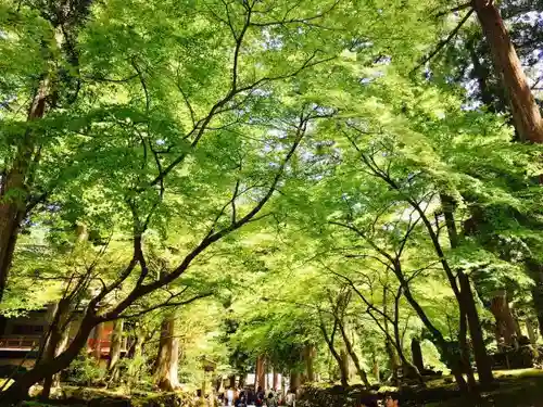 永平寺の自然