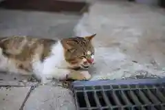 雲林寺の動物