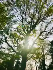 大宝八幡宮の自然