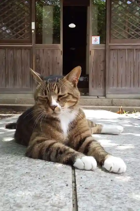 八幡神社の動物