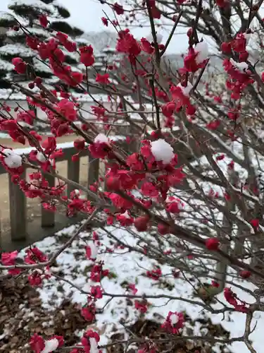 赤嵜神社の自然