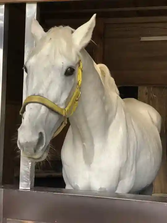 多度大社の動物