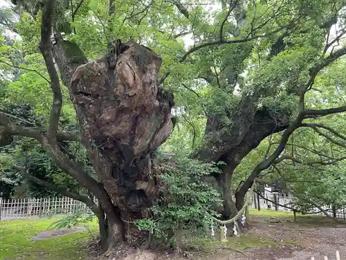 浜松八幡宮の自然